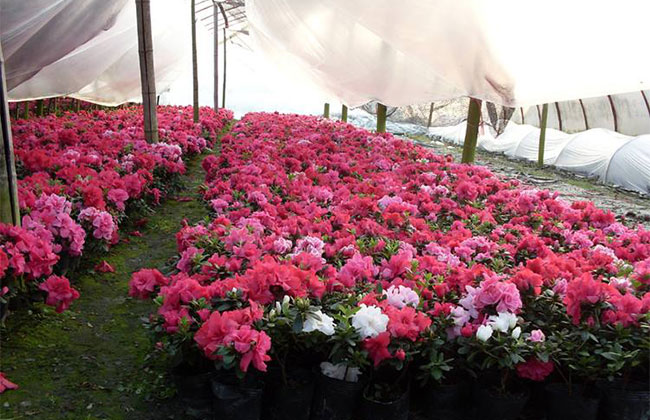 冬季花卉防寒2.jpg