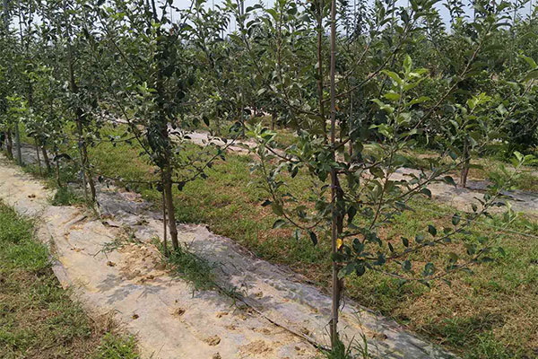秋季苹果树苗价格行情，卖不完的苗这样处理