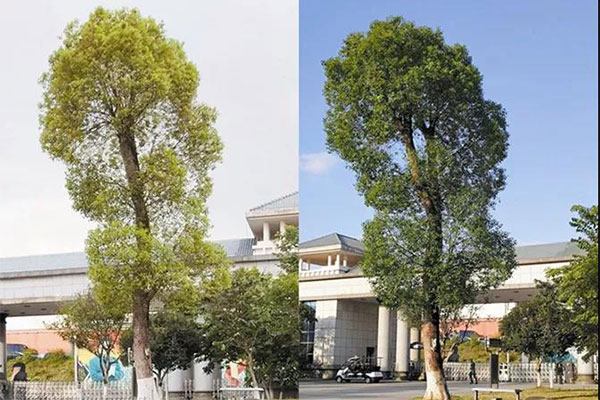 植物生理性黄化后该咋办？