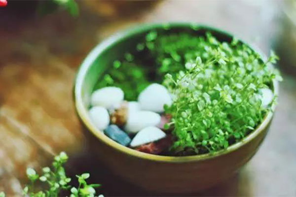 想要植物安稳过冬2.jpg
