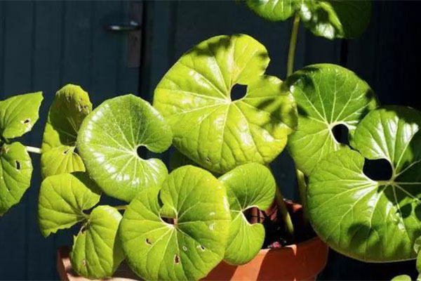 想要植物安稳过冬4.jpg