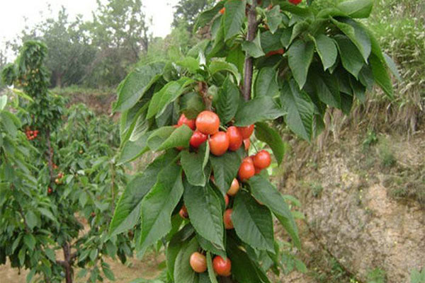 樱桃树2.jpg