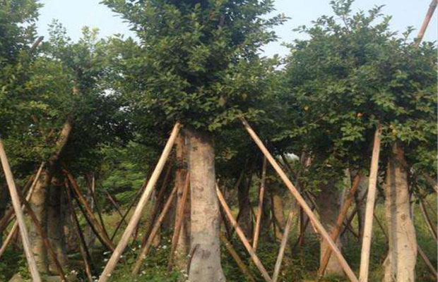 小叶榕13.jpg