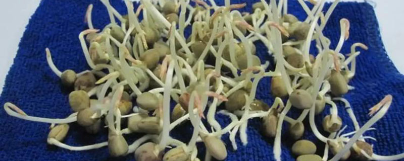 箭筈豌豆种子多少钱一斤