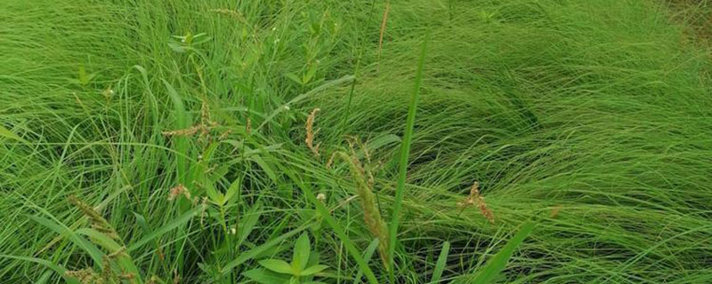 冬天能种植弯叶画眉草吗