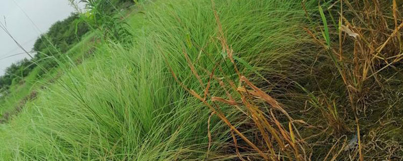 弯叶画眉草与细叶芒的区别 弯叶画眉草与细叶芒的区别