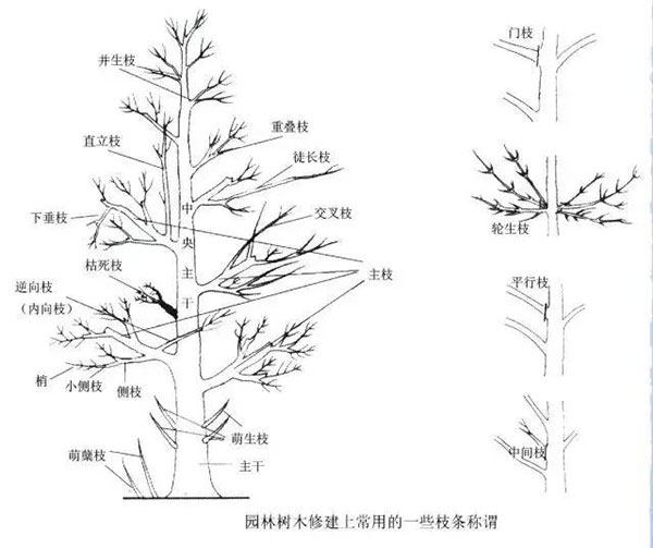 秋天，这些落叶乔木都该整形修剪了！