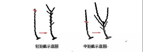 落叶乔木整形修剪技术2.jpg