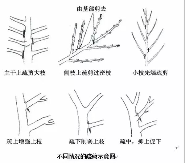 落叶乔木整形修剪技术5.jpg
