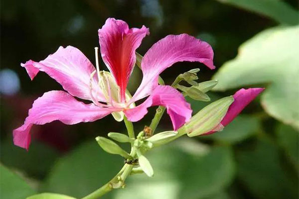 旧土变新土，旧花养出新花感4.jpg