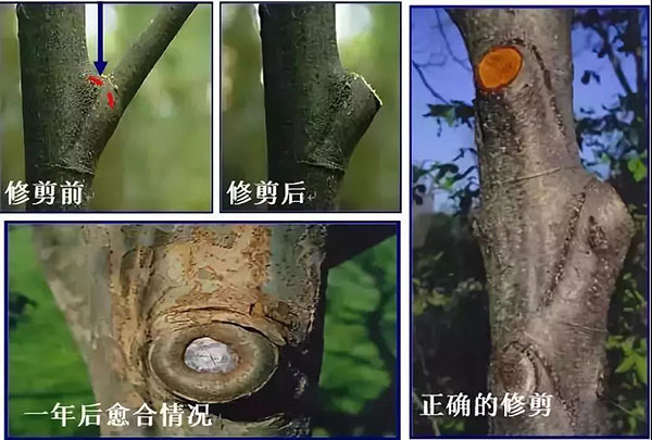 落叶乔木整形修剪技术6.jpg
