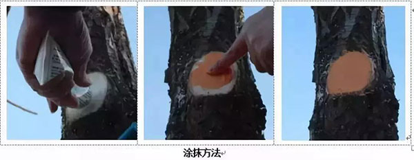 落叶乔木整形修剪技术7.jpg