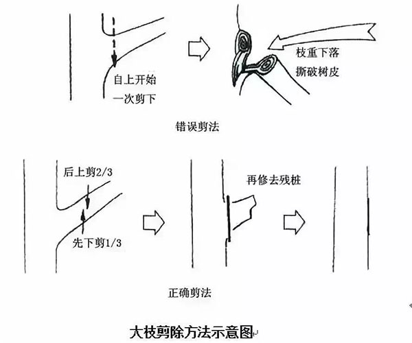 落叶乔木整形修剪技术8.jpg