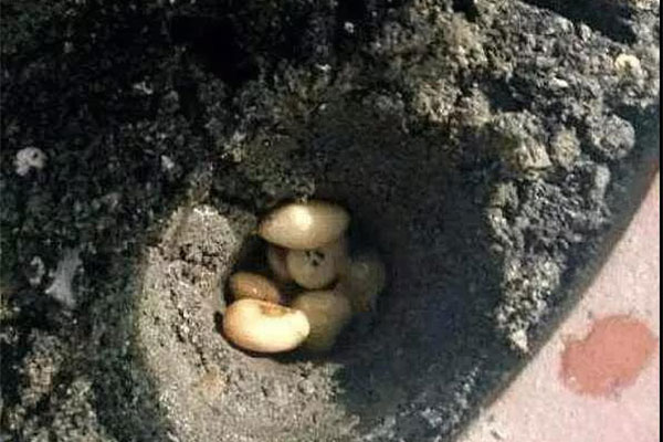绿萝爱吃“豆&rdquo;，吃完叶不黄根不烂，要多茂盛就有多茂盛！5.jpg