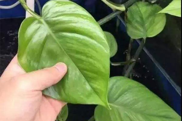 绿萝爱吃“豆&rdquo;，吃完叶不黄根不烂，要多茂盛就有多茂盛！3.jpg