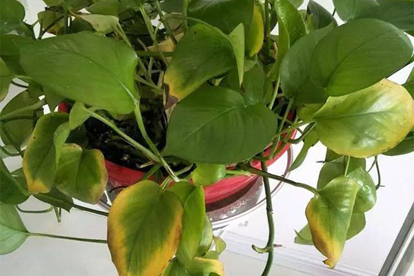 绿萝爱吃“豆&rdquo;，吃完叶不黄根不烂，要多茂盛就有多茂盛！2.jpg