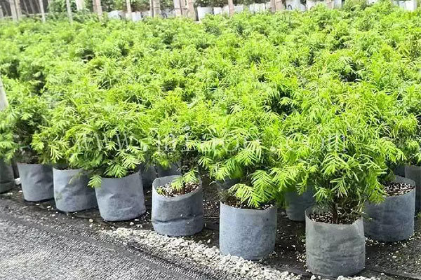 价格翻倍的容器苗栽培技术，了解一下！