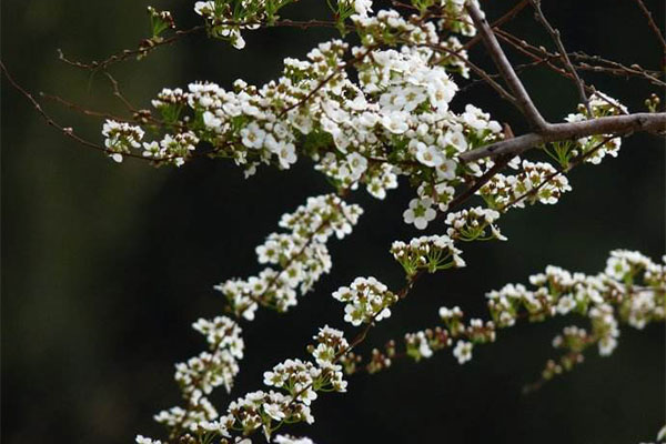 笑靥花2.jpg