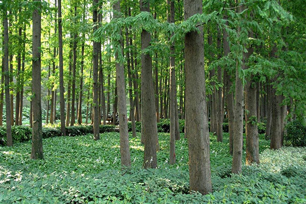 樟子松2.jpg