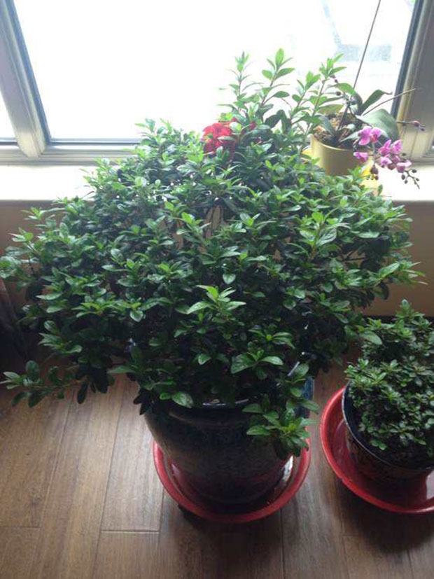 杜鹃花修剪5.jpg