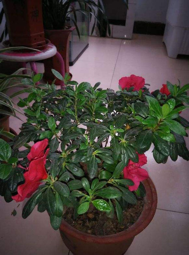 杜鹃花修剪2.jpg