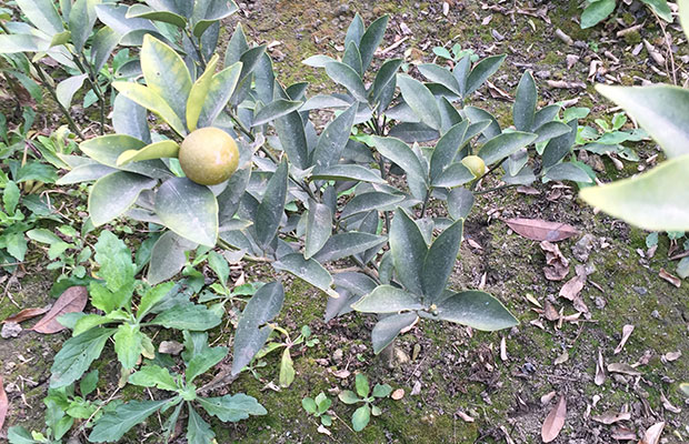 黄角树7.jpg