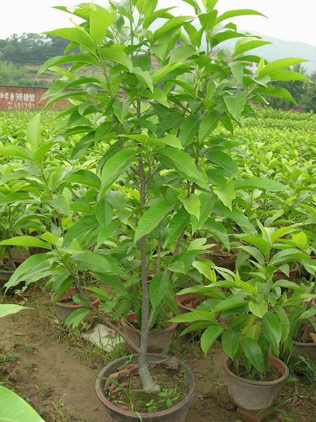 黄角树6.jpg
