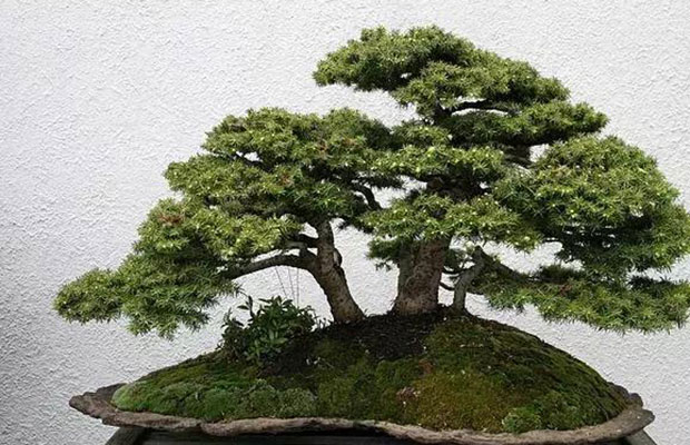 什么样的盆栽可以称作盆景？一看便知！