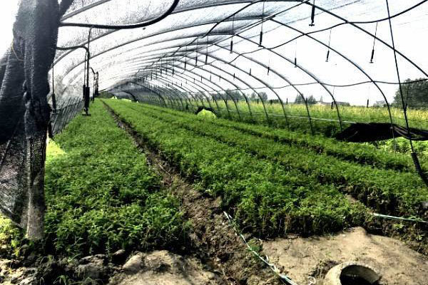 花钱也买不到的种植难题解决方案！