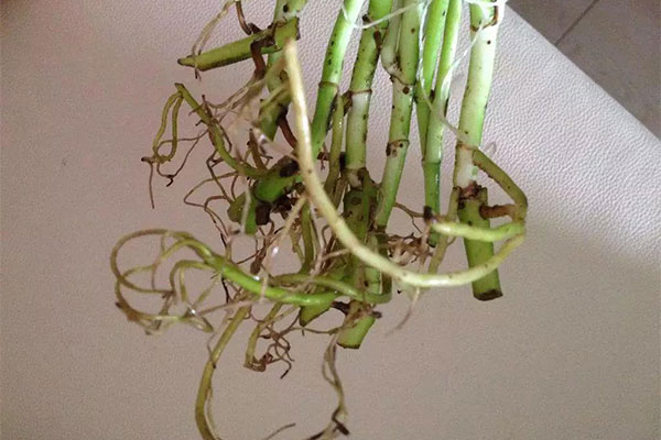 水培植物烂根？加点氧就好了