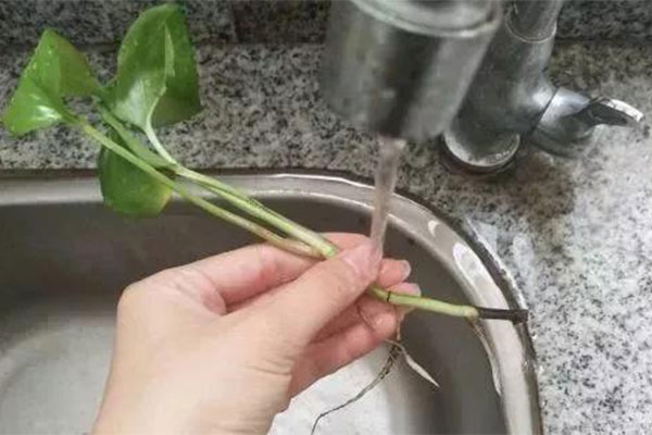 水培植物烂根？加点氧就好了4.jpg