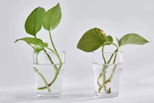 水培植物烂根？加点氧就好了2.jpg