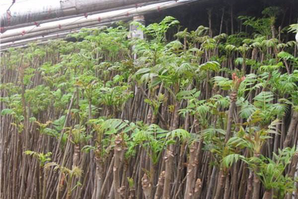 反季节移栽的落叶乔木和常绿树如何修剪？