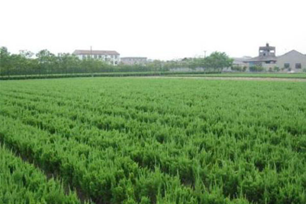 龙柏球的生长环境和种植方法