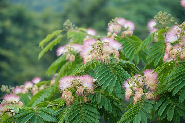 合欢长“蘑菇”，警防枯萎病