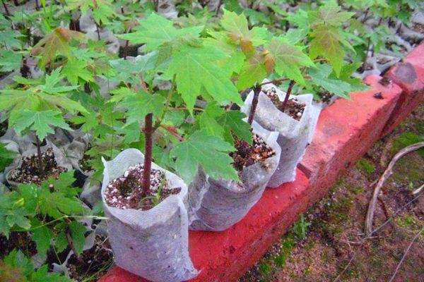 地栽苗如何转化为容器苗？知道这个卖价翻倍！