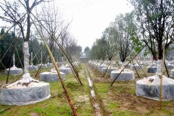 你知道，地栽苗经几步可以转化为容器苗吗2.jpg