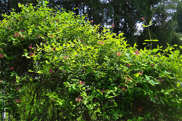 木本花卉苗圃使用除草剂的注意事项