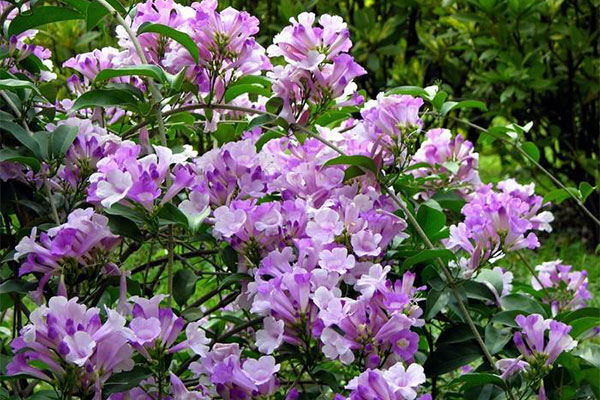 木本花卉.jpg
