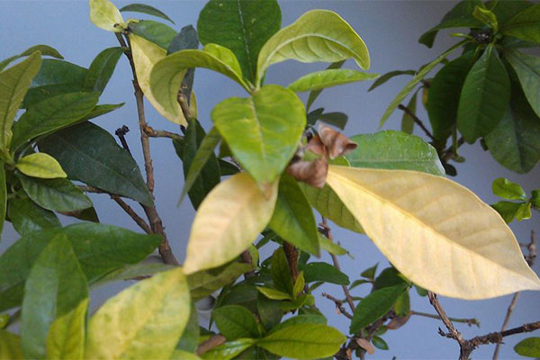 植物叶片黄化、有斑点的治理办法