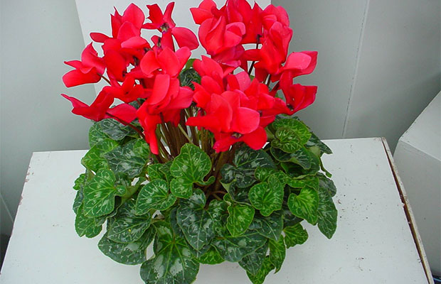 仙客来的种植养护方法