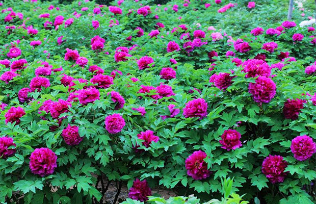 牡丹花种植2.jpg