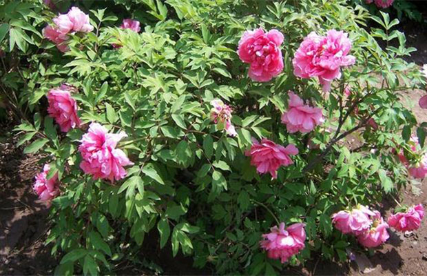 牡丹花种植4.jpg