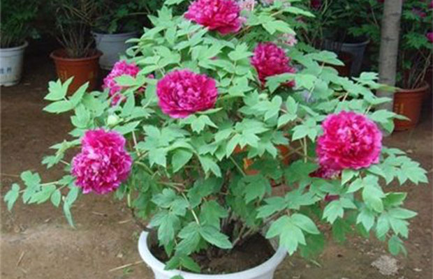 牡丹花种植6.jpg