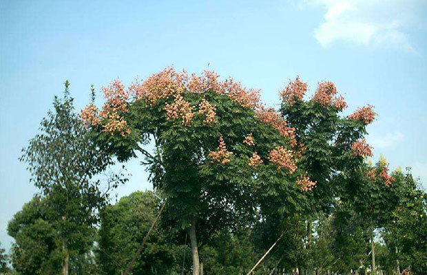 栾树小苗9.jpg