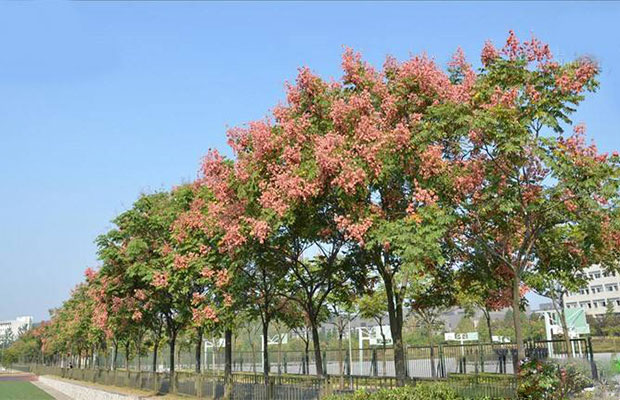 栾树小苗8.jpg