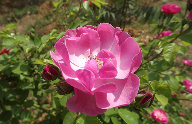 月季花扦插11.jpg
