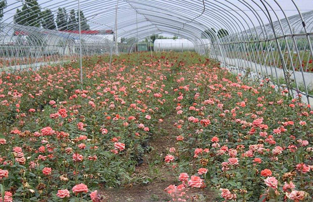 月季花6.jpg