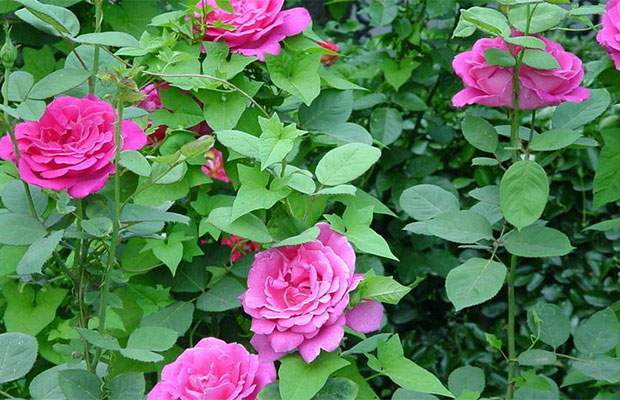 月季花3.jpg