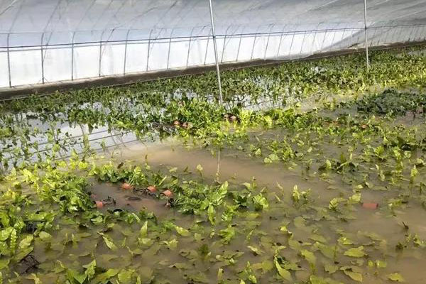 暴雨过后，花卉生产如何有效止损？